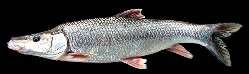 Luciobarbus (Barbus) comizo_05.jpg